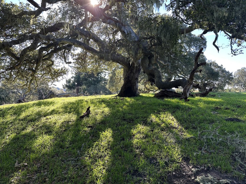 Oak tree with sunlight filtering through the gnarled branches